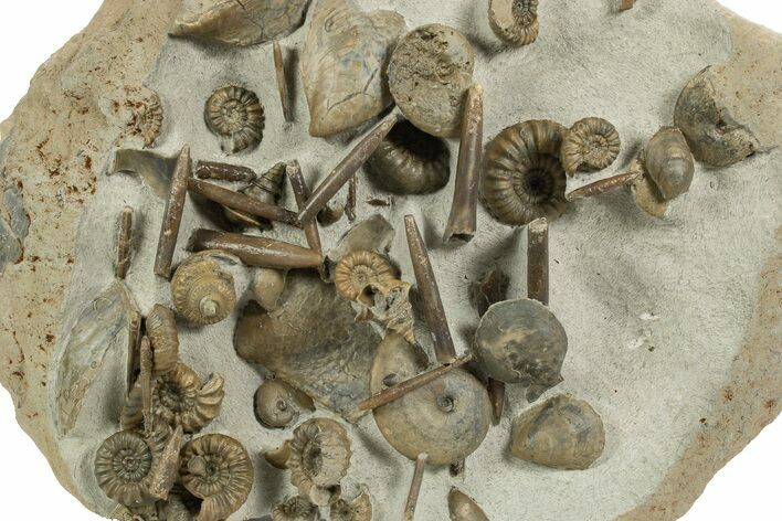 Jurassic Ammonite, Belemnite & Gastropod Cluster - England #316383